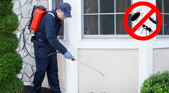 Niksar Fare İlaçlama böcek ilaçlama ve haşere kontrolü — ilaclama-tr.com